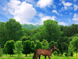 collezione di cavalli definitiva Modello 3D