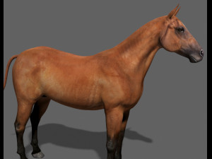 ultimate horse collection Modello 3D
