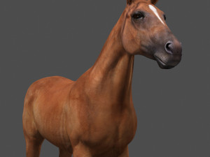 ultimate horse collection Modello 3D