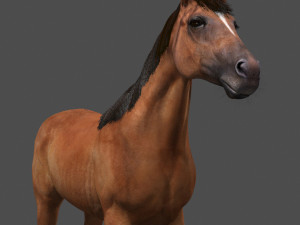 ultimate horse collection Modello 3D