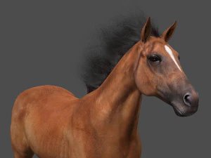 collezione di cavalli definitiva Modello 3D