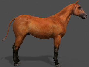 ultimate horse collection Modello 3D