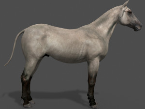 ultimate horse collection Modello 3D