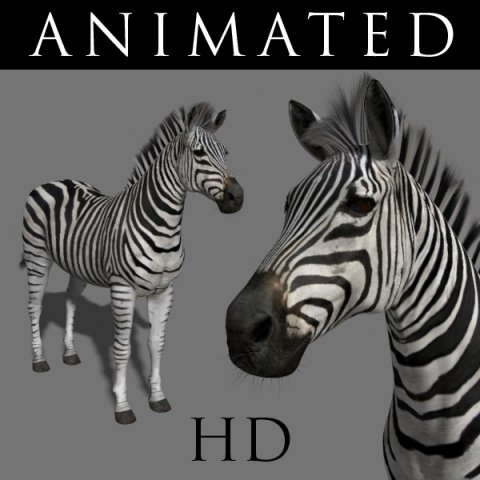 photoreal hd zebra 3D Модель .c4d .max .obj .3ds .fbx .stl .blend 