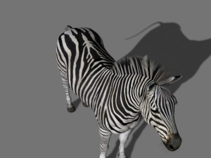 photoreal hd zebra 3D Модель