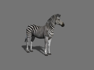 photoreal hd zebra 3D Модель