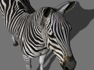 photoreal hd zebra 3D Модель