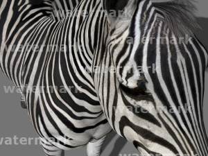 photoreal hd zebra 3D Модель