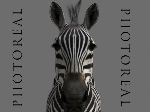 photoreal hd zebra 3D Модель