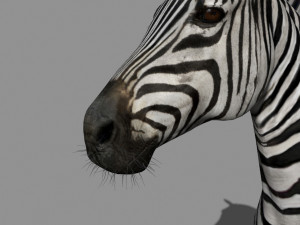 photoreal hd zebra 3D Модель