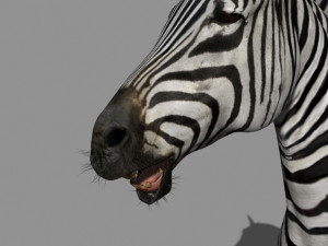 photoreal hd zebra 3D Модель
