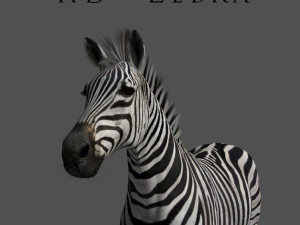 photoreal hd zebra 3D Модель