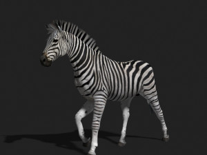 photoreal hd zebra 3D Модель