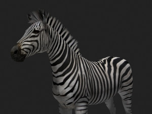 photoreal hd zebra 3D Модель