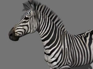 photoreal hd zebra 3D Модель