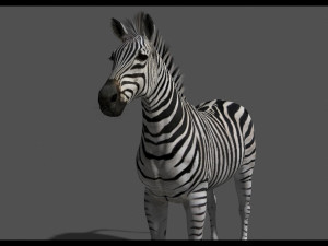 photoreal hd zebra 3D Модель