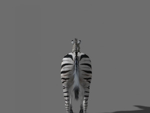 photoreal hd zebra 3D Модель