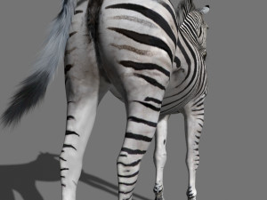 photoreal hd zebra 3D Модель
