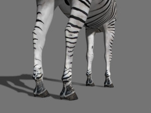 photoreal hd zebra 3D Модель