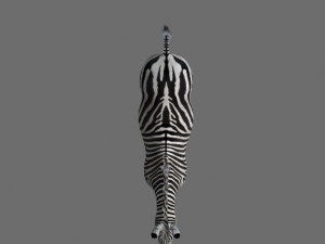 photoreal hd zebra 3D Модель