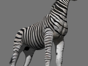 photoreal hd zebra 3D Модель