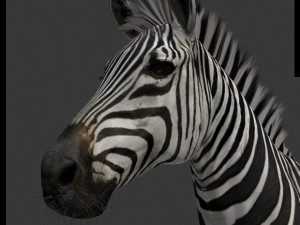 photoreal hd zebra 3D Модель