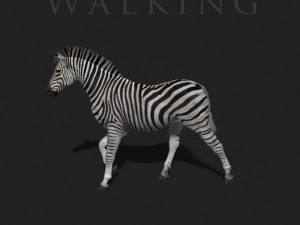 photoreal hd zebra 3D Модель