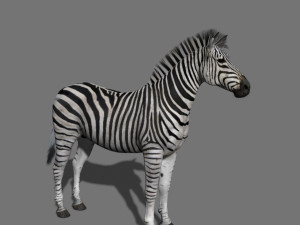 photoreal hd zebra 3D Модель