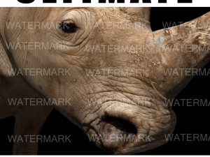 the ultimate rhino 3D Модель