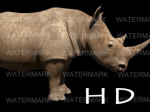 the ultimate rhino 3D Model