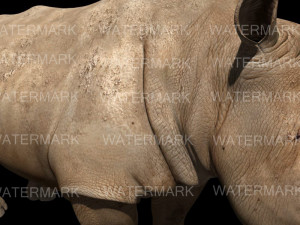 the ultimate rhino 3D Model
