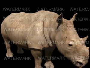il rinoceronte definitivo Modello 3D