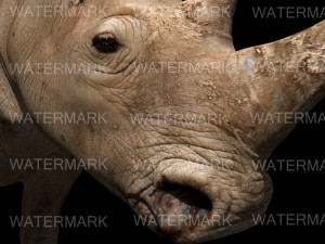 the ultimate rhino 3D Model