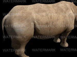 il rinoceronte definitivo Modello 3D