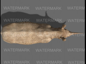 the ultimate rhino 3D Model