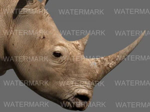 il rinoceronte definitivo Modello 3D