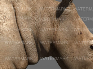 the ultimate rhino 3D Model