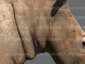 il rinoceronte definitivo Modello 3D