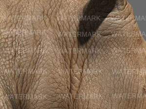 the ultimate rhino 3D Model