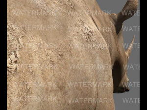 il rinoceronte definitivo Modello 3D