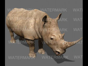il rinoceronte definitivo Modello 3D