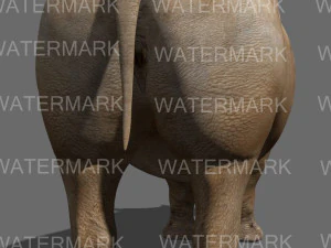 il rinoceronte definitivo Modello 3D