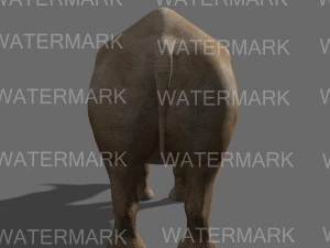 il rinoceronte definitivo Modello 3D