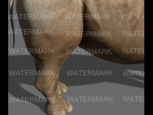 il rinoceronte definitivo Modello 3D