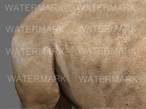 the ultimate rhino 3D Model