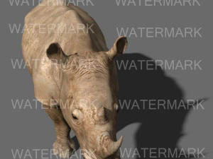 il rinoceronte definitivo Modello 3D