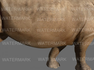 the ultimate rhino 3D Model