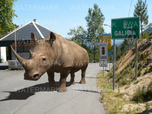 the ultimate rhino 3D Model