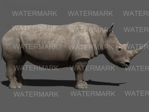 il rinoceronte definitivo Modello 3D
