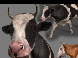 top cow 3D Model